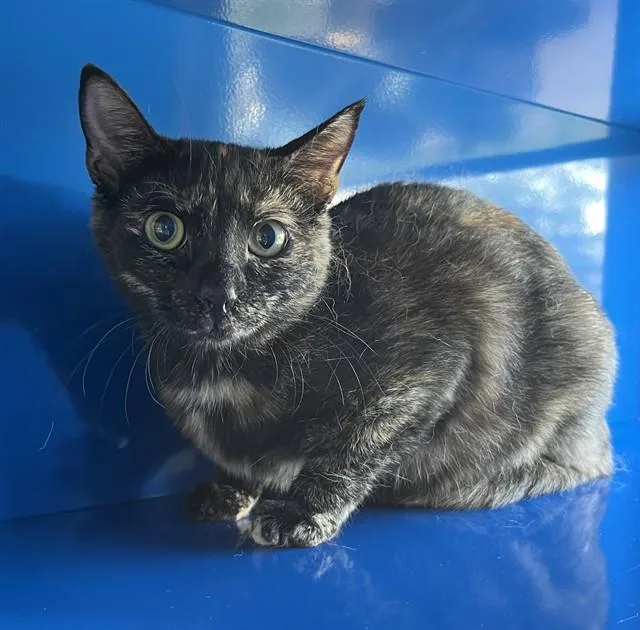 A young small-sized female Domestic Short Hair cat named Milky Way for adoption in Westminster, MD