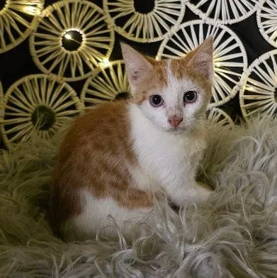 A baby medium-sized male Orange & White Domestic Short Hair cat named Chip for adoption in Carneys Point, NJ