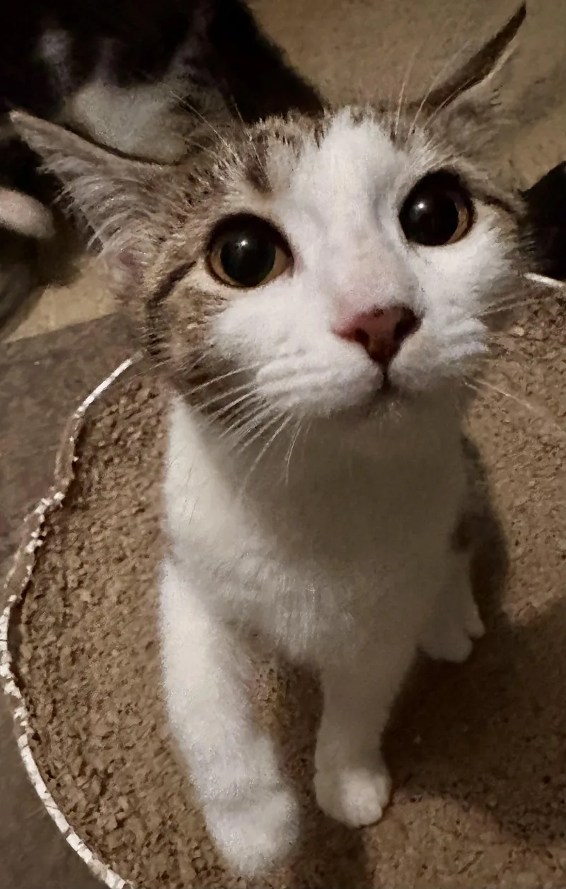 A young small-sized female Tabby (Gray / Blue / Silver) Domestic Short Hair cat named Jules for adoption in Fayetteville, NC
