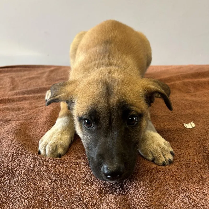 A baby small-sized female Yellow / Tan / Blond / Fawn Shepherd dog named Lacy for adoption in San Gabriel, CA