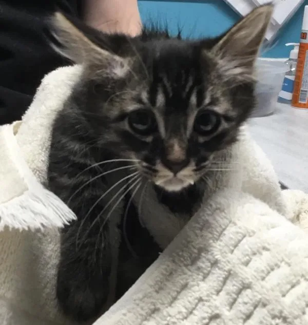 An adult medium-sized male Domestic Long Hair cat named Louie for adoption in San Diego, CA