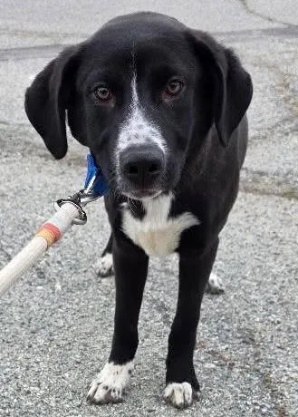 Odin