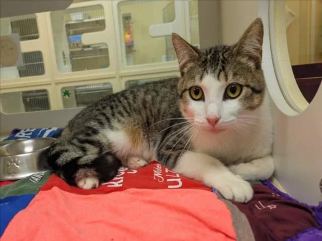 A young small-sized male Domestic Short Hair cat named Max for adoption in Texas City, TX