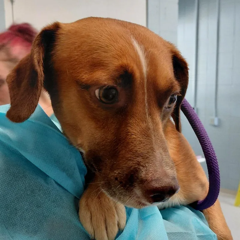 An adult small-sized male Jack Russell Terrier dog named Darlo for adoption in LOXAHATCHEE, FL