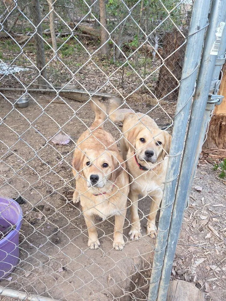 Shortcake thumbnail 2