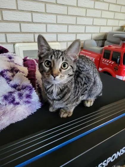 An adult small-sized female Domestic Short Hair cat named Perri for adoption in Berwick, PA