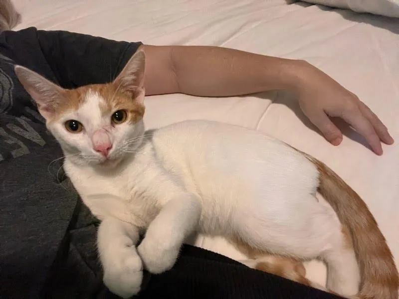 A young medium-sized male Domestic Short Hair cat named StevenCL for adoption in San Antonio, TX