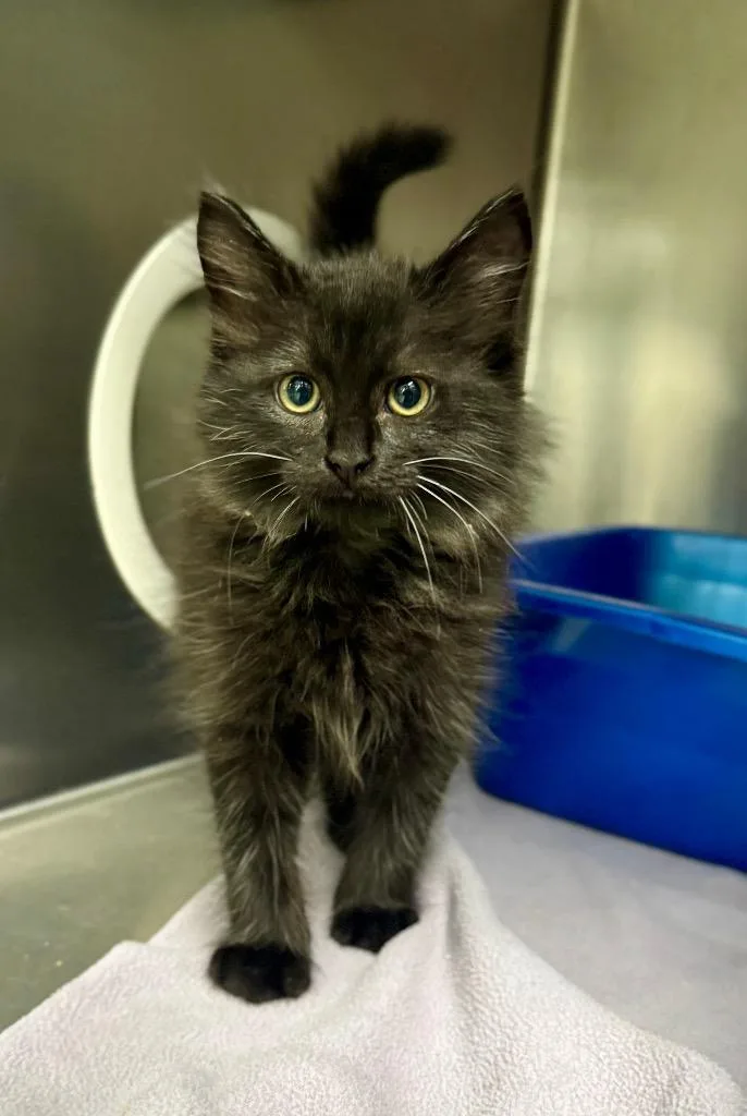 A baby medium-sized male Domestic Long Hair cat named Raven for adoption in Danielsville, GA