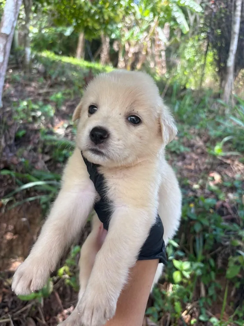 A baby medium-sized female White / Cream Akita dog named Francesca for adoption in Warren, NJ