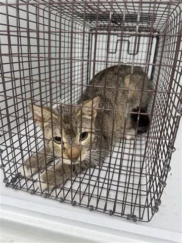 A young medium-sized female Domestic Short Hair cat named F for adoption in Houston, TX