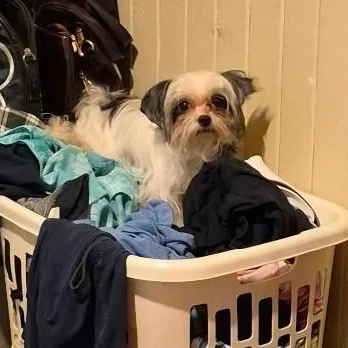 An adult small-sized female Shih Tzu dog named Maisie for adoption in Cedar Mountain, NC
