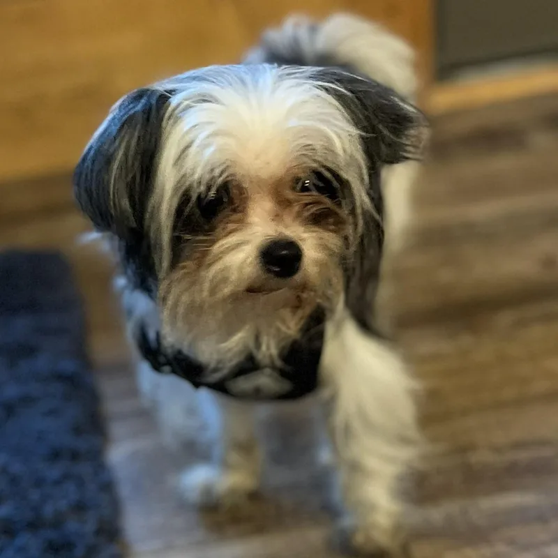 Maisie thumbnail 3