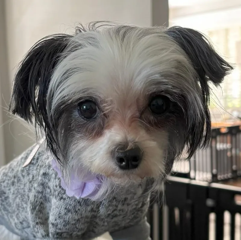 Maisie thumbnail 5