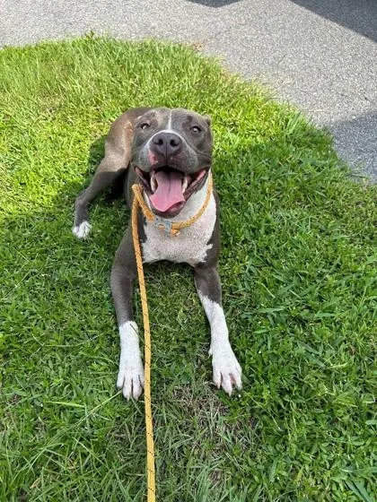 An adult medium-sized female Mixed Breed dog named Nesta for adoption in Savannah, GA