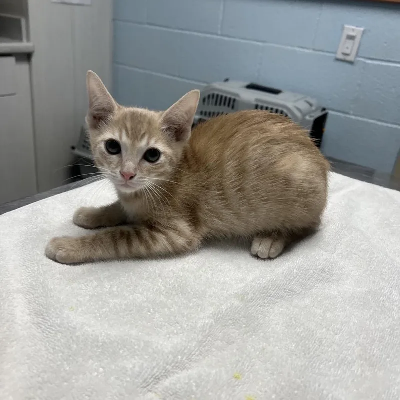A baby small-sized male Buff / Tan / Fawn Domestic Short Hair cat named Monster Mutt for adoption in Riverside, CA