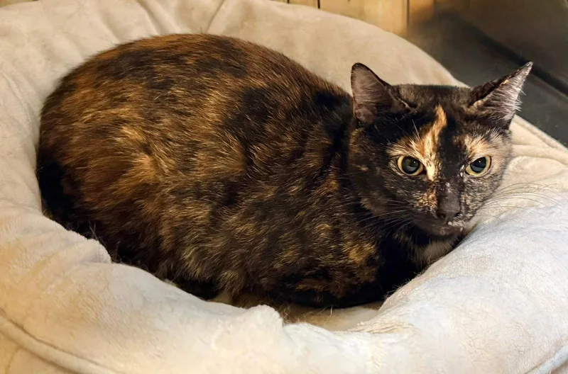 An adult small-sized female Tortoiseshell cat named Lilith for adoption in Capshaw, AL