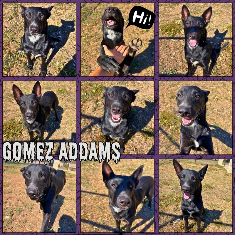 An adult medium-sized male Shepherd dog named Gomez Adams for adoption in Universal City, TX