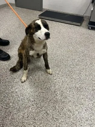 An adult medium-sized male Australian Shepherd dog named Pedro for adoption in Gastonia, NC