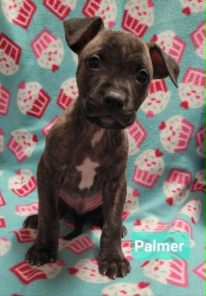A baby medium-sized male Pit Bull Terrier dog named Palmer for adoption in Richmond, IN