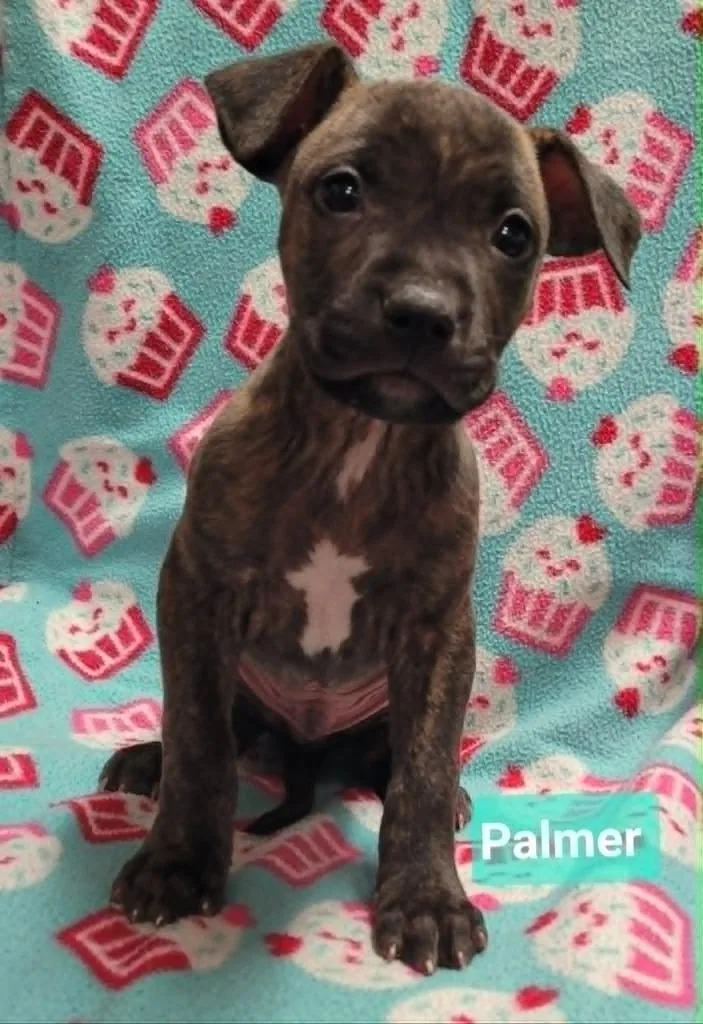 Palmer thumbnail 2