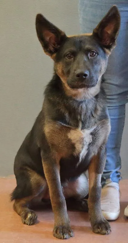 A baby medium-sized male Tricolor (Brown, Black, & White) Shepherd dog named Trooper for adoption in Rapid City, SD