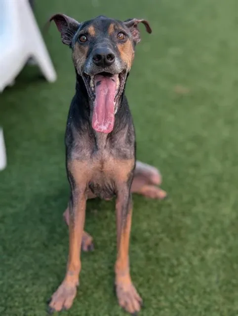 An adult medium-sized male Mixed Breed dog named Davinci for adoption in Dallas, TX