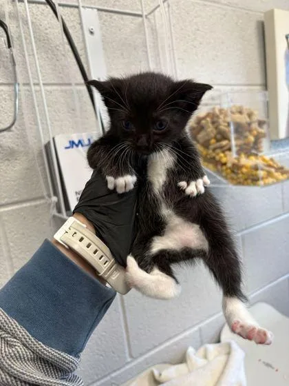 A baby small-sized female Domestic Short Hair cat named Summerlin for adoption in Sevierville, TN