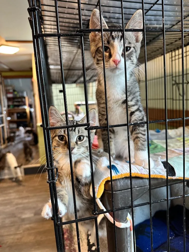 A baby medium-sized male Domestic Short Hair cat named Huggy for adoption in Rice Lake, WI