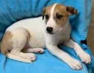 A young large-sized female Hound dog named Lexi for adoption in Kansas City, MO