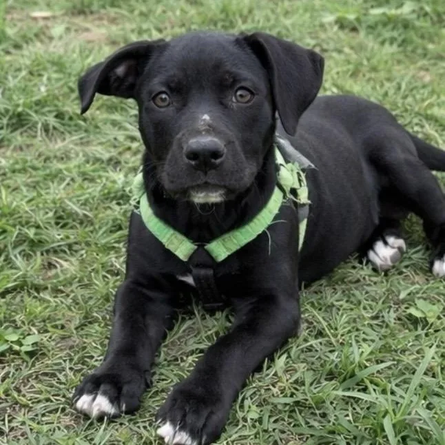 A baby medium-sized female Black Pit Bull Terrier dog named Nesquik for adoption in Pelham, NH