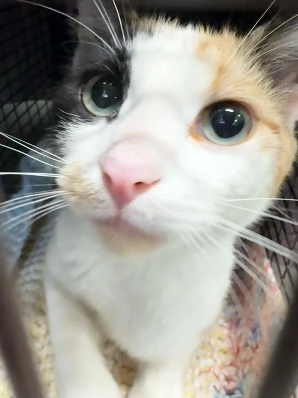 An adult small-sized female Domestic Short Hair cat named Roxie for adoption in Des Moines, IA
