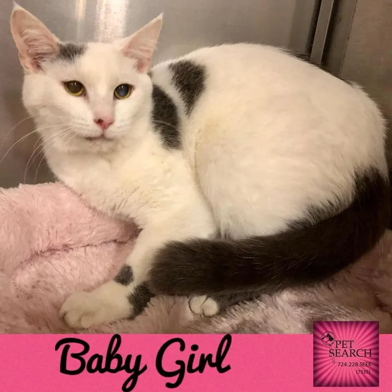 A senior small-sized female White Domestic Short Hair cat named Baby Girl for adoption in Washington, PA