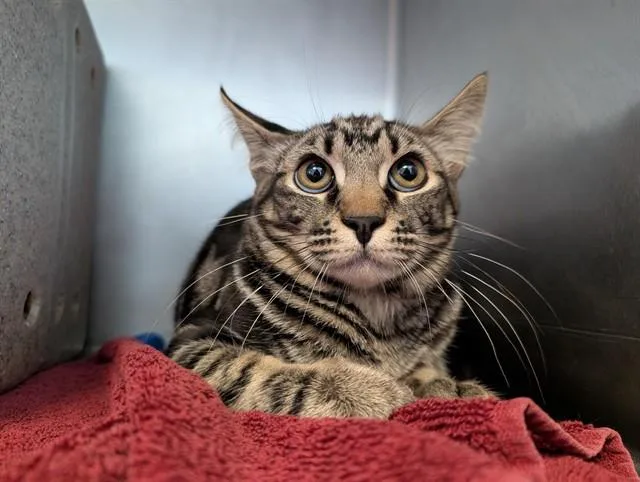 A baby small-sized male Domestic Short Hair cat named Cosmo Jr for adoption in Camarillo, CA
