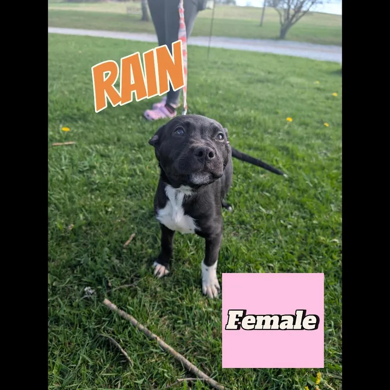 A baby large-sized female Black Pit Bull Terrier dog named Rain for adoption in Somerset, PA