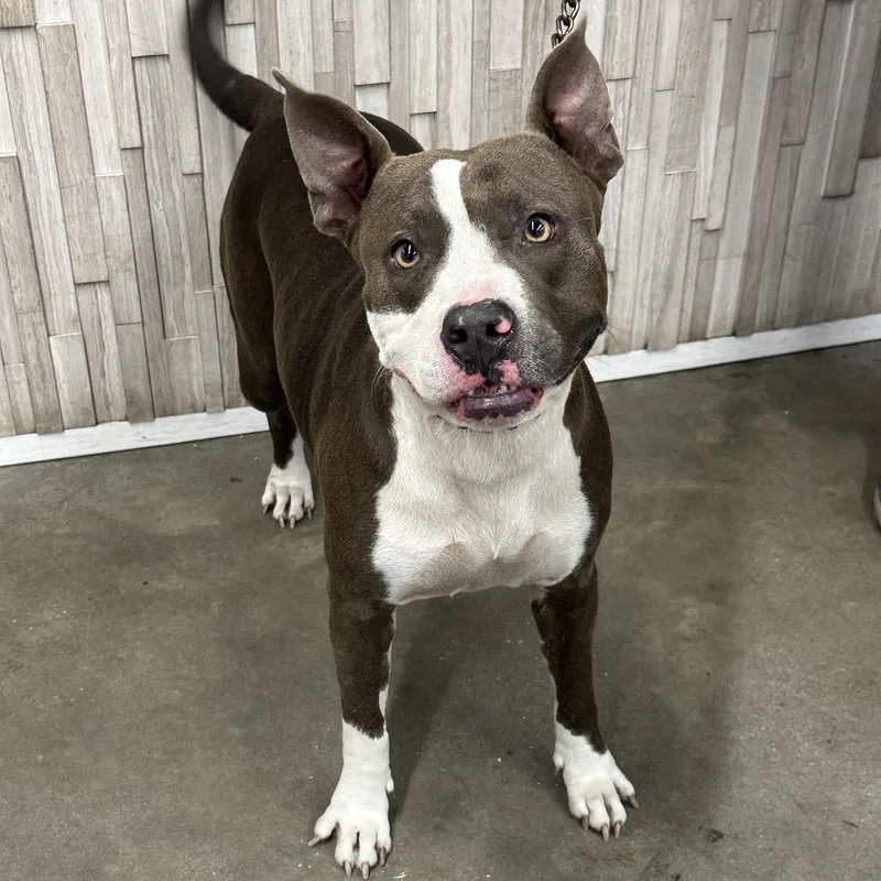 An adult medium-sized female Gray / Blue / Silver Terrier dog named Jackie for adoption in Tampa, FL