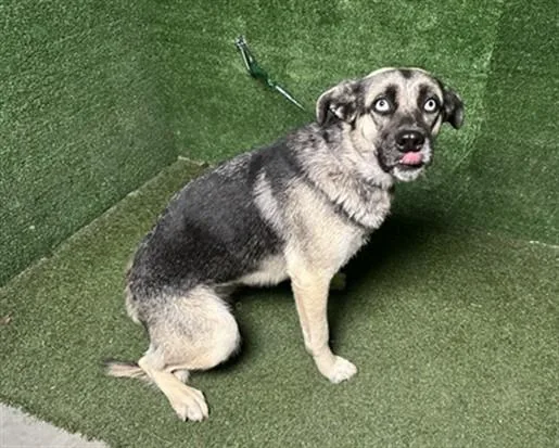 A young medium-sized female German Shepherd Dog dog named Tiff for adoption in Lancaster, CA