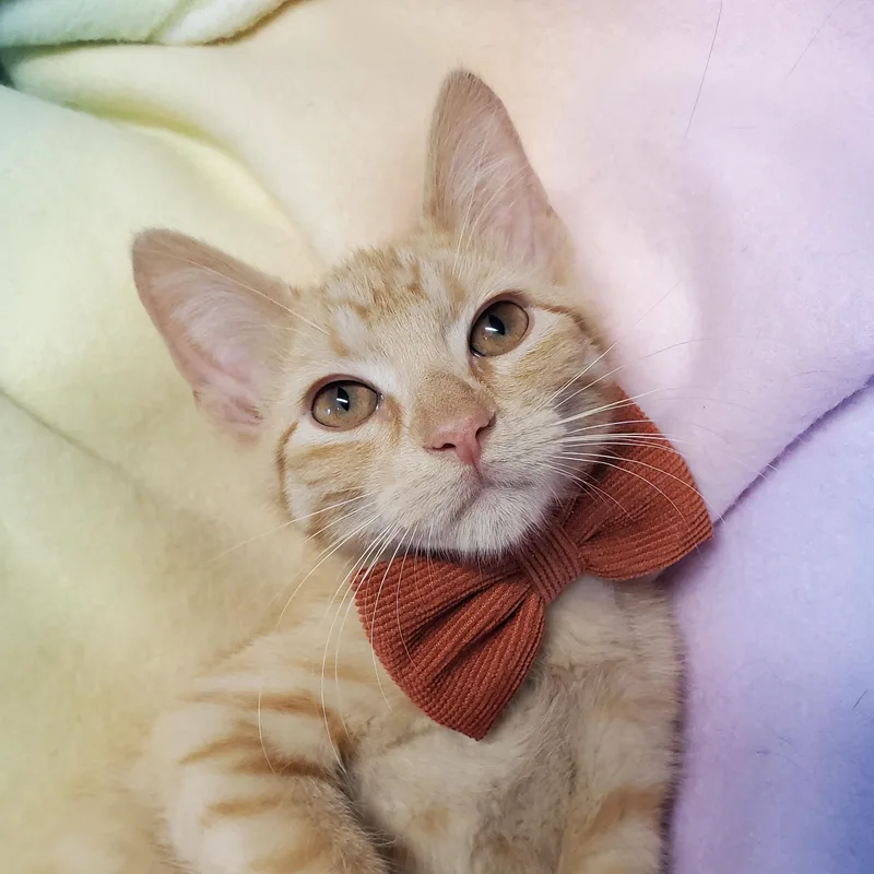 A baby medium-sized male Orange / Red Domestic Short Hair cat named Furgus for adoption in Marseilles, IL