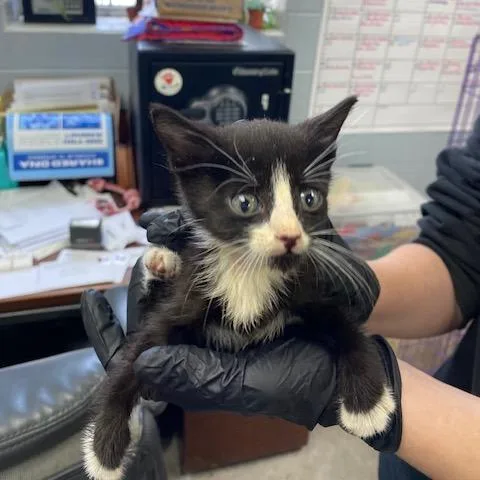 A baby small-sized male Black Domestic Short Hair cat named Bookie for adoption in Duncan, OK