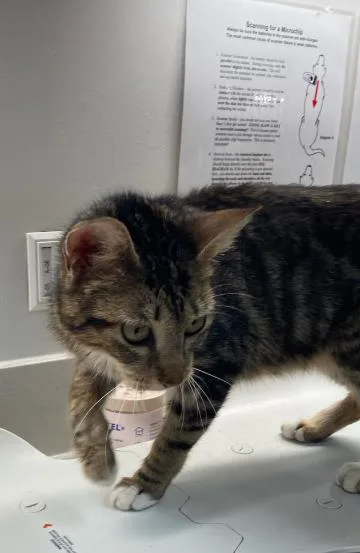 A young medium-sized female Domestic Short Hair cat named Cocacola for adoption in Baytown, TX