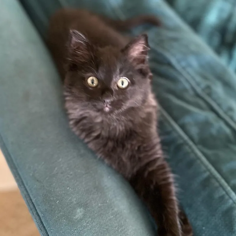 Firecracker thumbnail 2