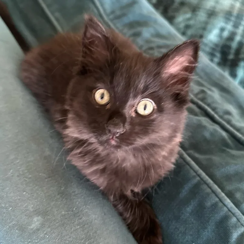 Firecracker thumbnail 3