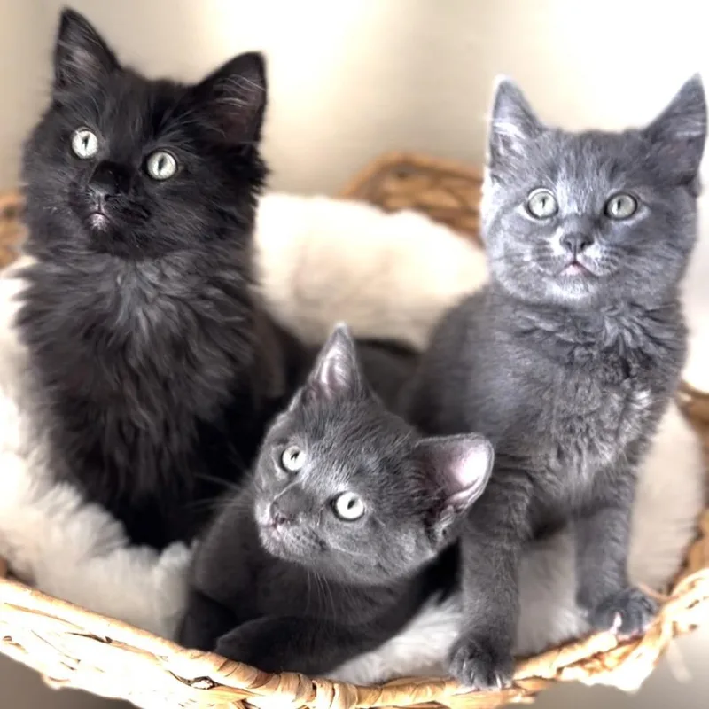 Firecracker thumbnail 5