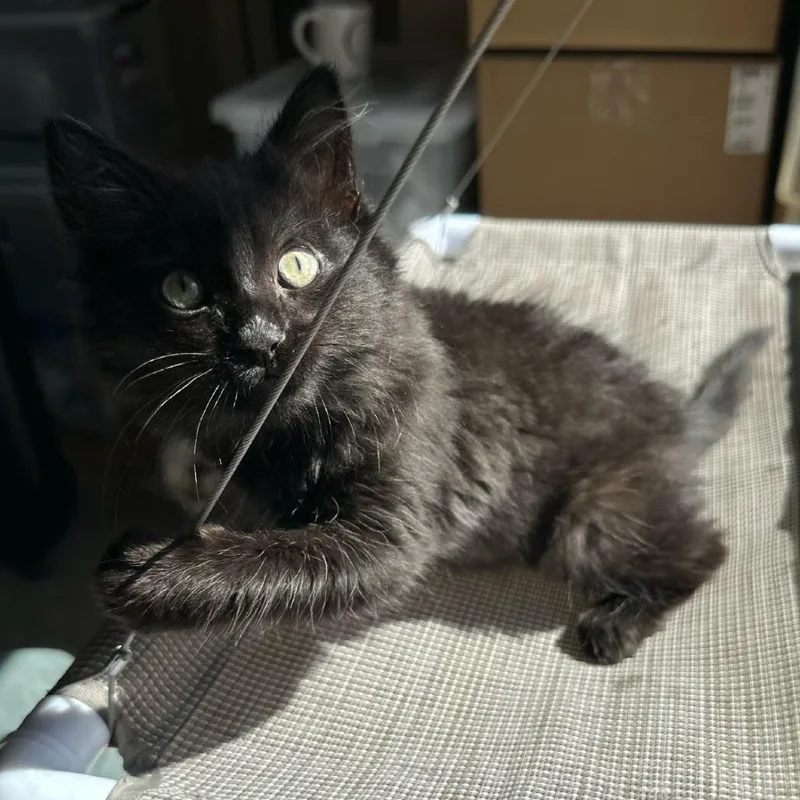 Firecracker thumbnail 6