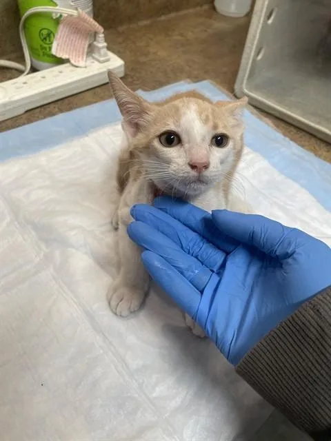 A baby small-sized male Domestic Short Hair cat named Kit for adoption in Tallahassee, FL