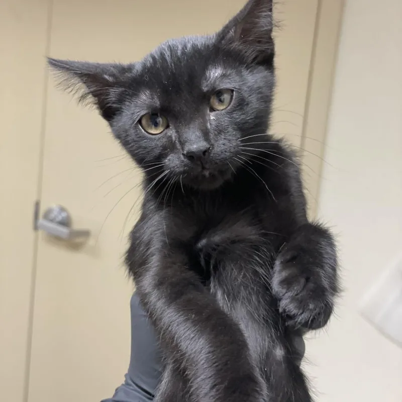 A baby small-sized male Black Domestic Short Hair cat named Punisher for adoption in Riverside, CA