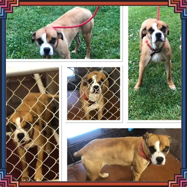 An adult medium-sized female Yellow / Tan / Blond / Fawn Boxer dog named Bella for adoption in Buckhannon, WV