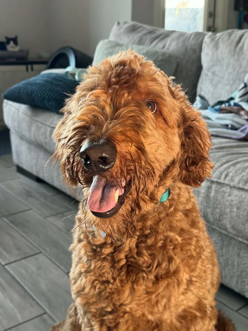 An adult large-sized male Goldendoodle dog named Teddy for adoption in Brooklyn, NY