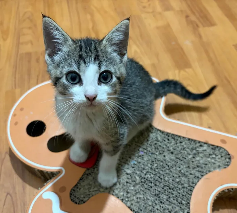 A baby small-sized male Tabby cat named Quincy for adoption in San Antonio, TX