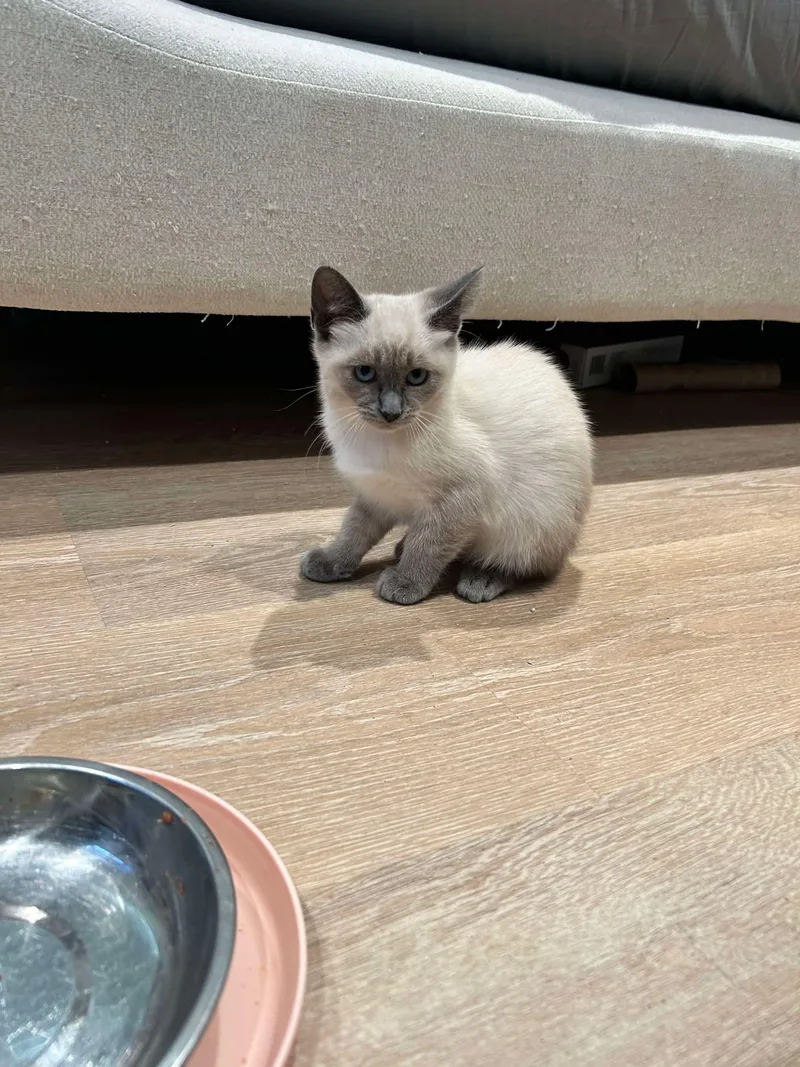 A baby small-sized male Blue Point Domestic Medium Hair cat named Jean Paul for adoption in Hollister, CA
