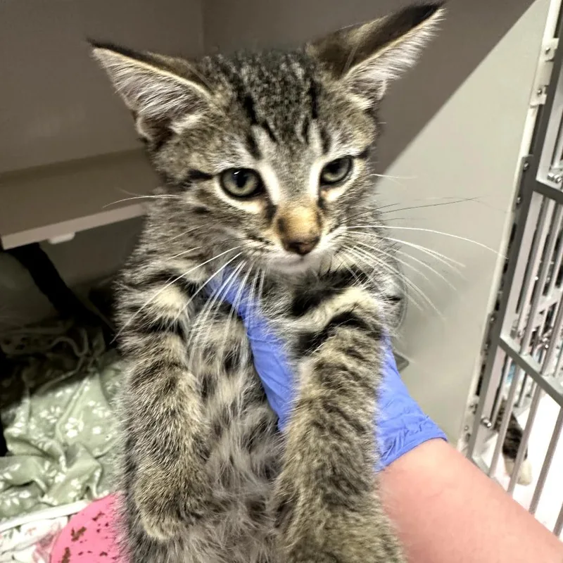 A baby small-sized male Brown / Chocolate Domestic Short Hair cat named Link for adoption in Forest Park, IL